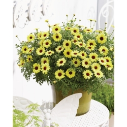 Argyranthemum frutescens Grandaisy Bright Yellow - Margaréta