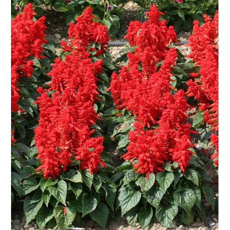 Salvia splendens - Paprikavirág