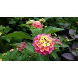 Lantana camara - Lantana menlivá