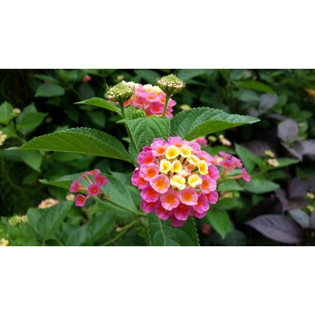 Lantana camara