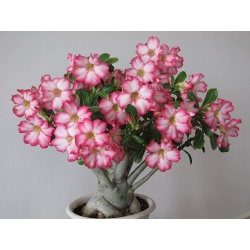 Adenium obesum - Sivatagi rózsa