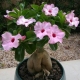 Adenium obesum - Adenium hrubé