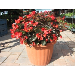 Begonia Big Red Bronze Leaf