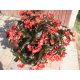 Begonia Big Red Bronze Leaf