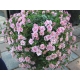 Calibrachoa Can-can Rosies Pink Vien