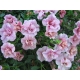 Calibrachoa Can-can Rosies Pink Vien