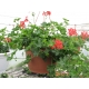 Pelargonium Peltatum Tiroli-Muškát ťahavý červený