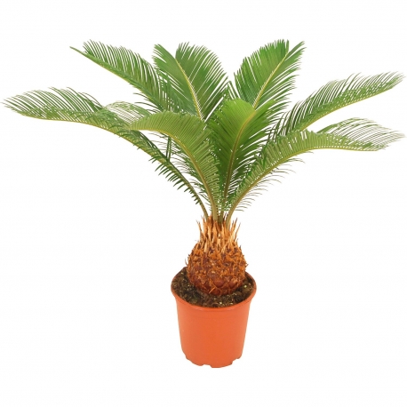 Cycas revoluta - Cykas japomský