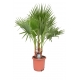 Washingtonia filifera