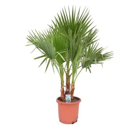 Washingtonia filifera