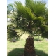 Washingtonia filifera