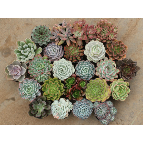 Echeveria - Eševeria