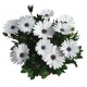 Osteospermum Akila - Cseppecskevirág