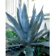 Agave