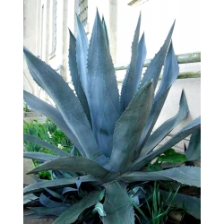 Agave Americana - Agáva americká