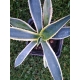 Agave Americana - Agáva americká