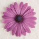 Osteospermum Akila - Cseppecskevirág