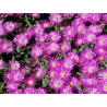 Delosperma cooperi - Délvirág