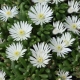 Delosperma cooperi - Délvirág