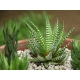 Haworthia