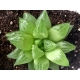 Haworthia