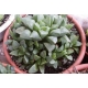 Haworthia