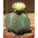 Astrophytum