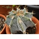 Astrophytum - Csillagkaktusz