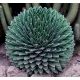 Agave Victoria-reginae