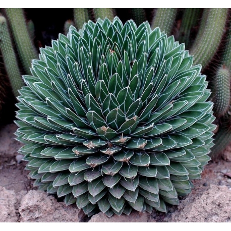 Agave Victoria-reginae