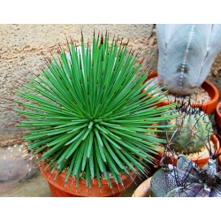 Agave stricta