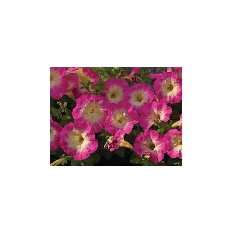 Petunia milliflora Picobella - Kisvirágú petúnia