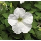 Petunia milliflora Picobella - Kisvirágú petúnia