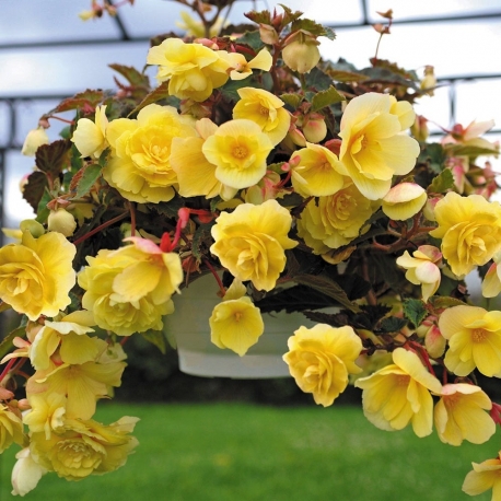 Begonia tuberhybrida Illumination mix - Csüngő begónia