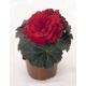 Begonia tuberhybrida Non Stop mix