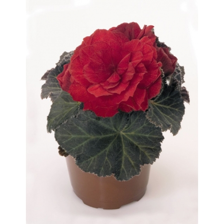 Begonia tuberhybrida Non Stop mix