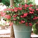 Begonia Dragon Wing Red